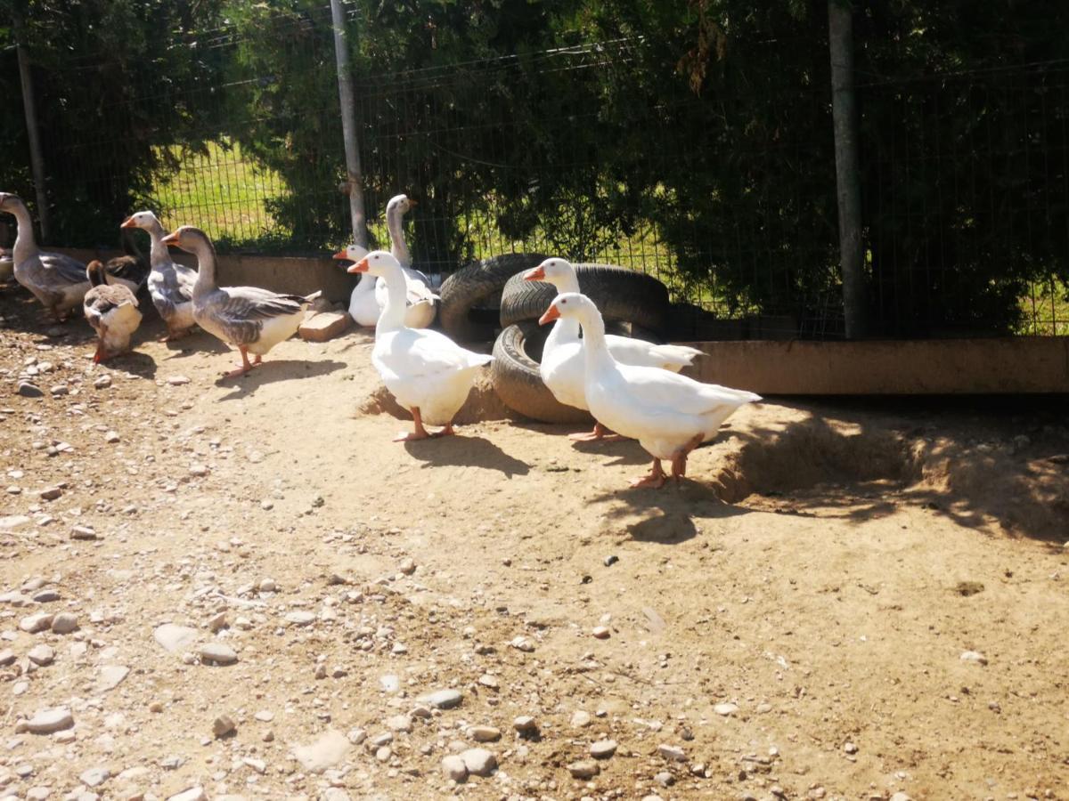 Langa Stana Hotel Curtea de Argeş Buitenkant foto